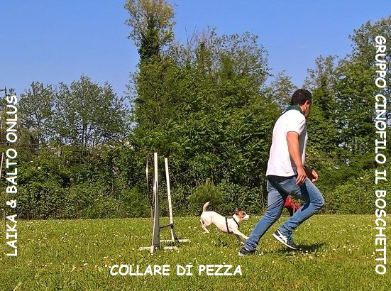 WP 20160515 16 46 06 Pro LI Copia
