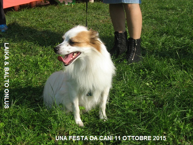 13una festa da cani 11 10 2015 Copia