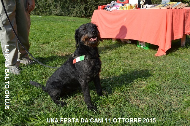 FESTA DA CANI 005 Copia