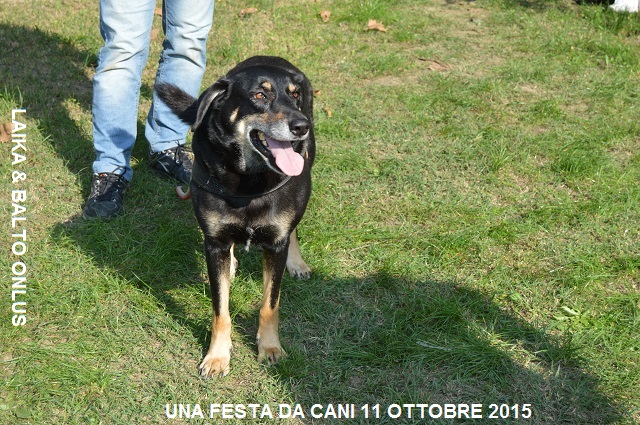 FESTA DA CANI 011 Copia