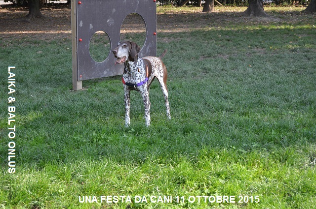 FESTA DA CANI 037 Copia