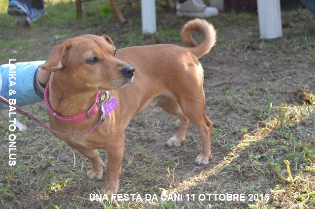FESTA DA CANI 048 Copia