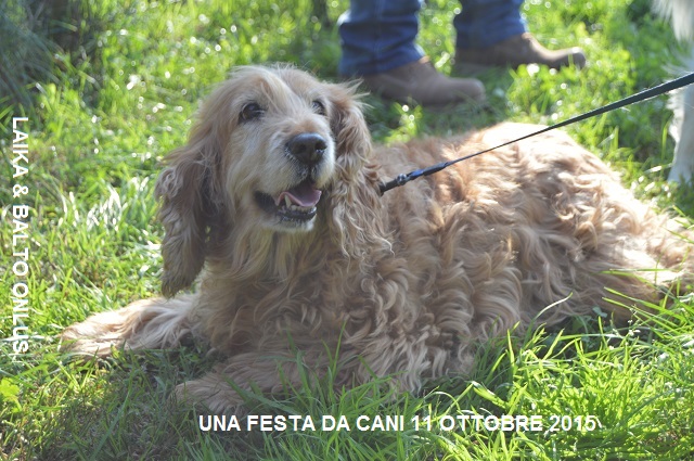 FESTA DA CANI 052 Copia