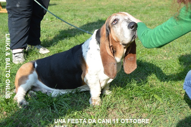 FESTA DA CANI 056 Copia
