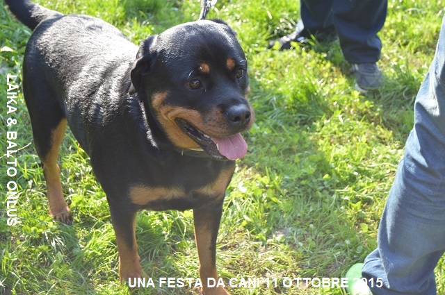 FESTA DA CANI 060 Copia