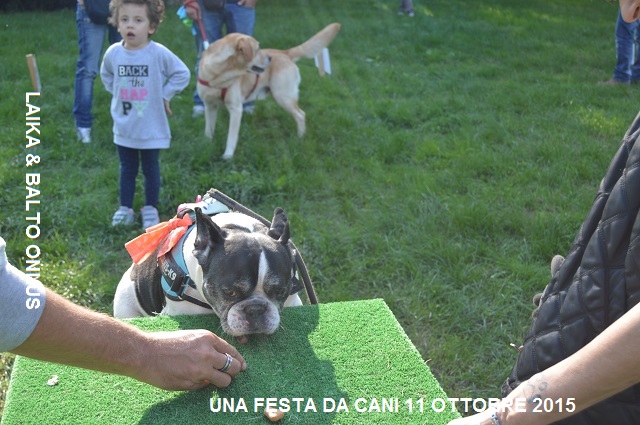 FESTA DA CANI 068 Copia