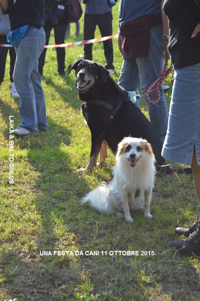 FESTA DA CANI 159 Copia