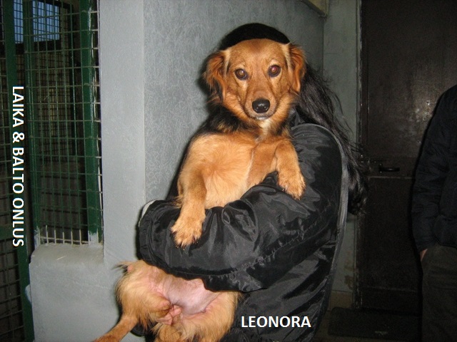 Leonora 26 12 2009 Copia