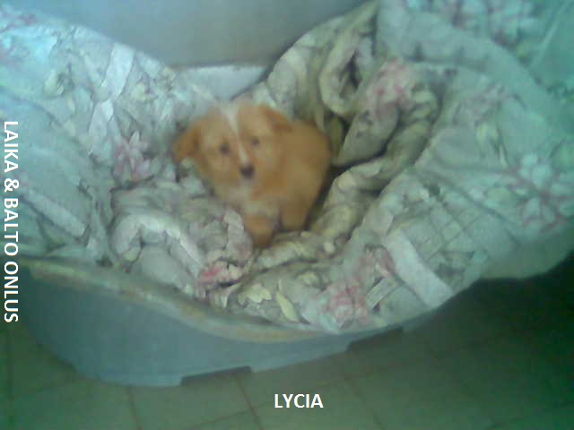 Lycia Copia