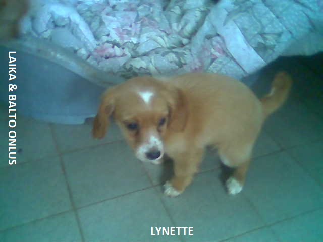 Lynette Copia