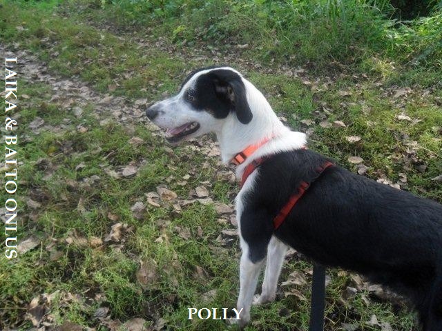 Polly 6 10 2012