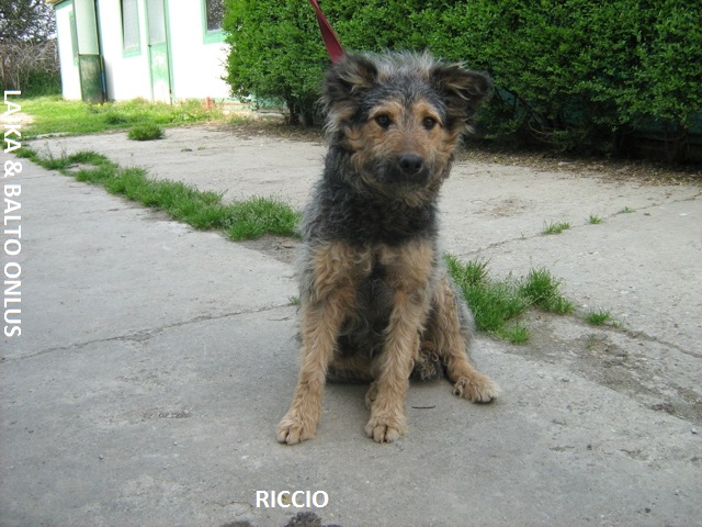Riccio1 Copia