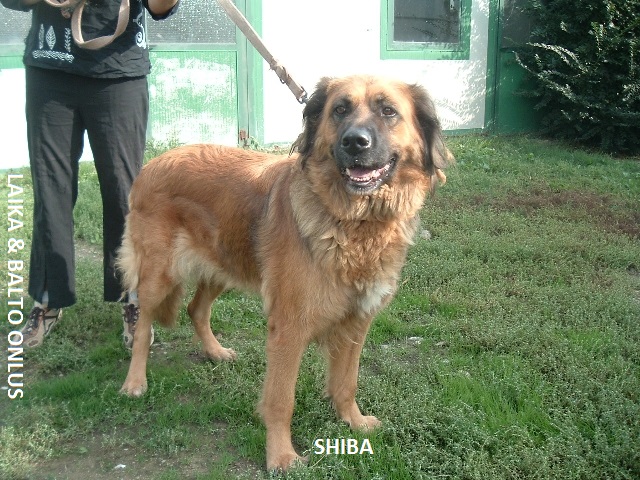 Shiba Copia