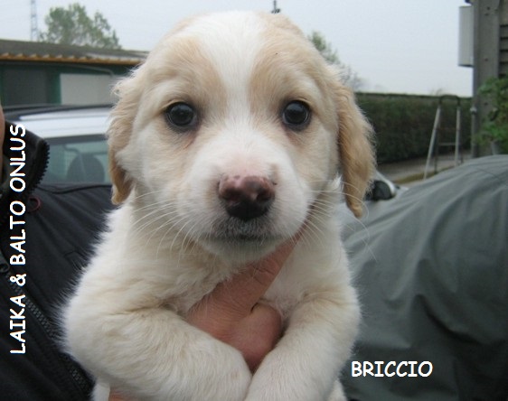 briccio14 11 2009