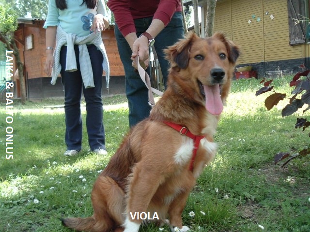 viola2 Copia