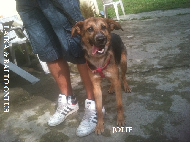 jolie1 Copia