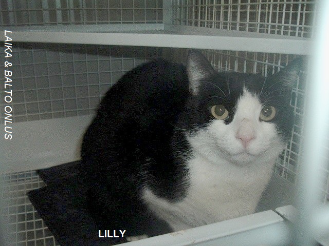lilly1
