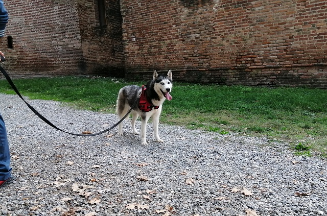 husky11