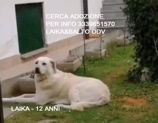 laika mediglia 7 Copia