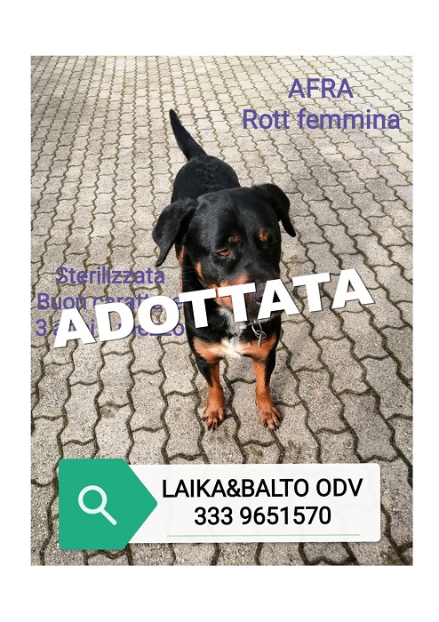 AFRA ROTT ADOTTATA