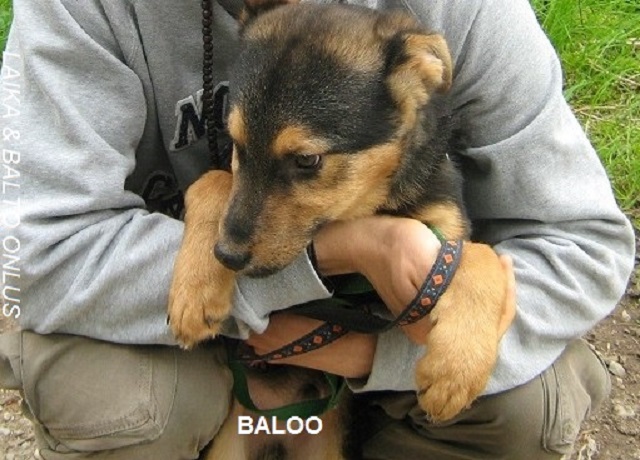 BALOO