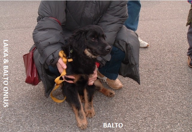 Balto Copia