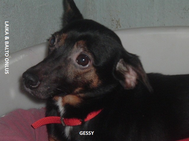 Gessy1