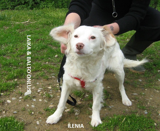 Ilenia1