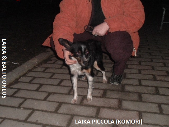 Laika2piccolaKOMORI Copia