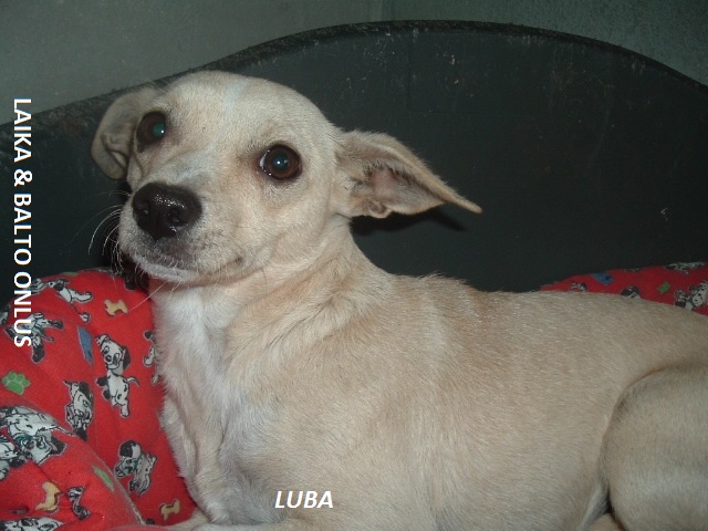 Luba4 Copia