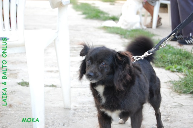 Moka3 trovata 22 8 08