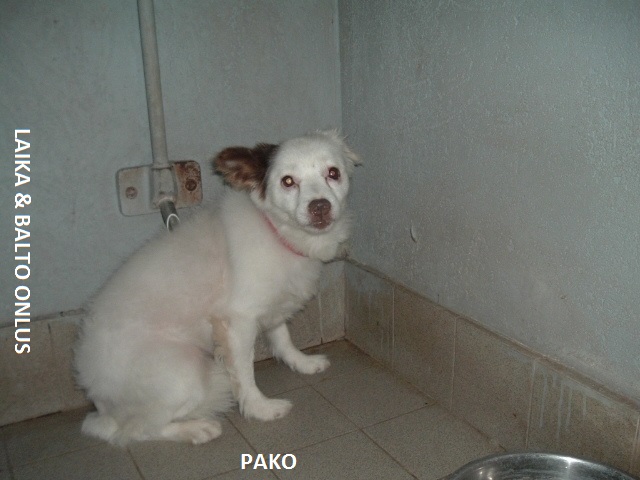 Pako1 canile Copia