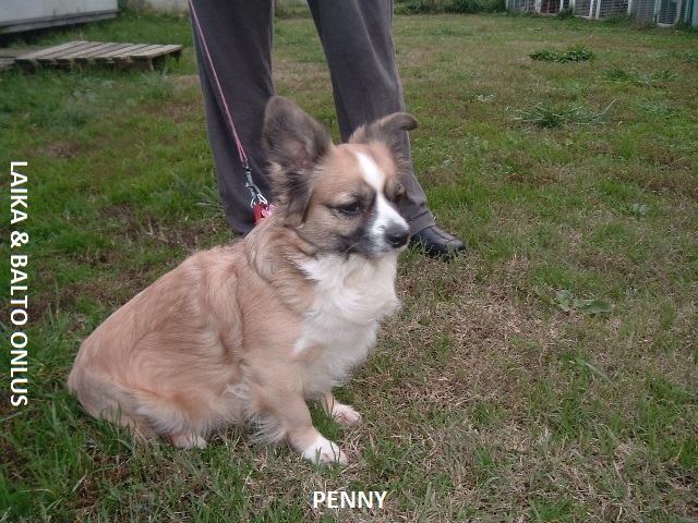 Penny casa 6 11 2010 Copia