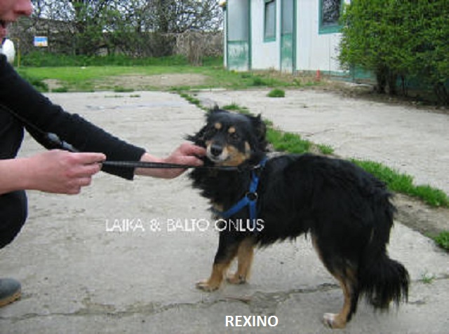 Rex volpino1