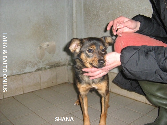 Shana1 14 11 2009 Copia