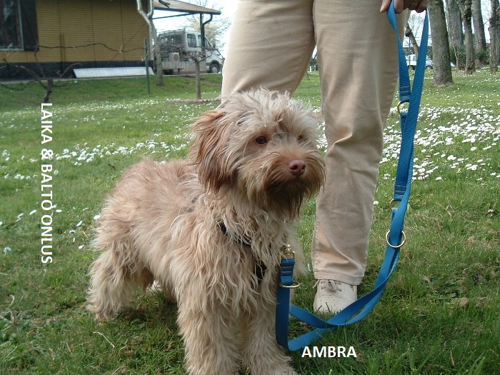 ambra6 Copia