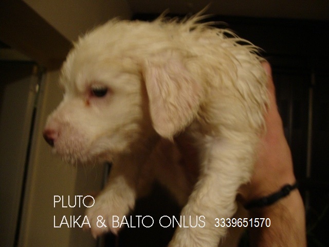 cuccioloPLUTO