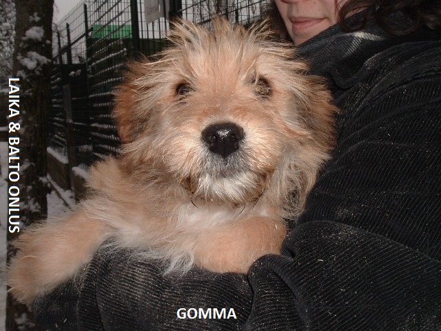 gomma Copia