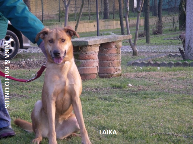 layka2 8 1 05 Copia