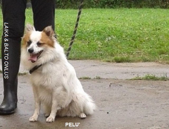 pelù