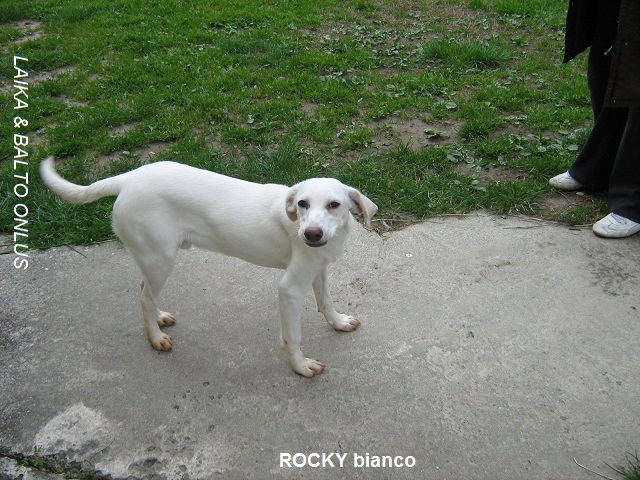 rocky bianco