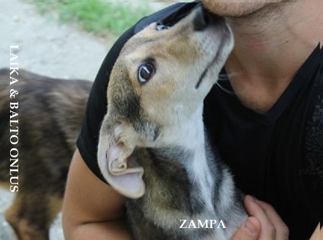 zampa3 Copia