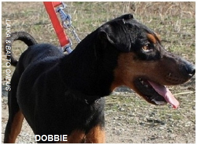 DOBBIE