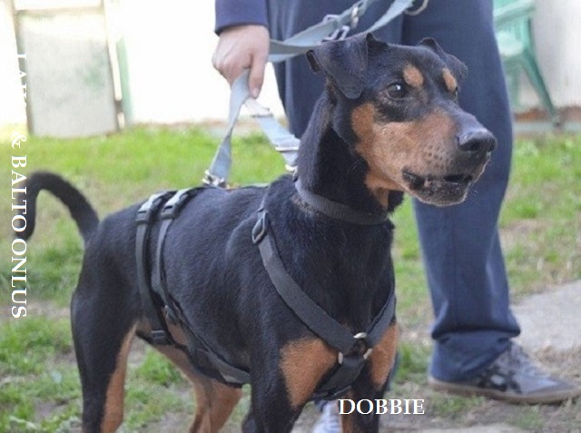 DOBBIE OTT 2015 Copia