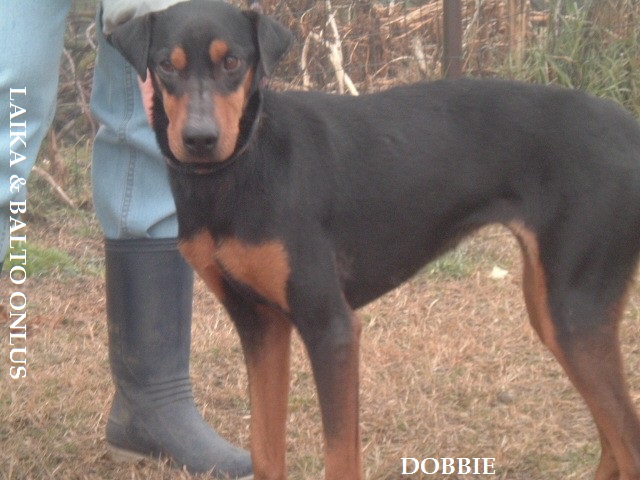 Dobbie1 Copia