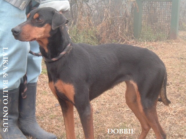 Dobbie2 Copia