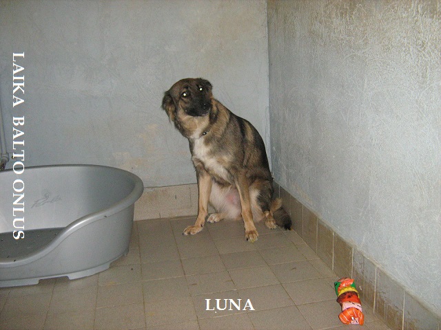 Luna Copia 2
