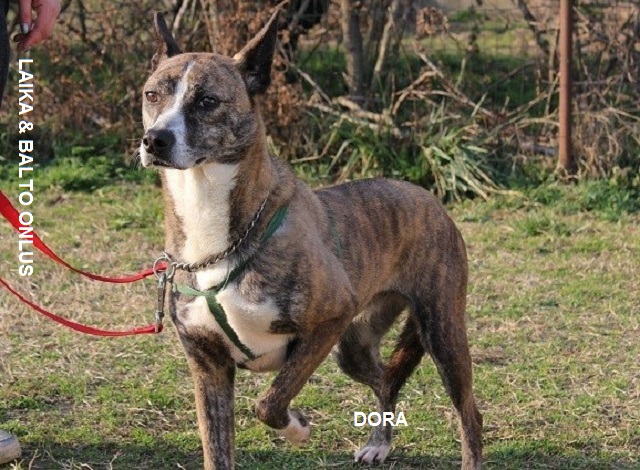 dora 2012