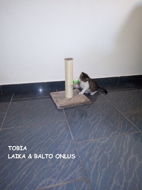 micio Tobia casa 2 Copia