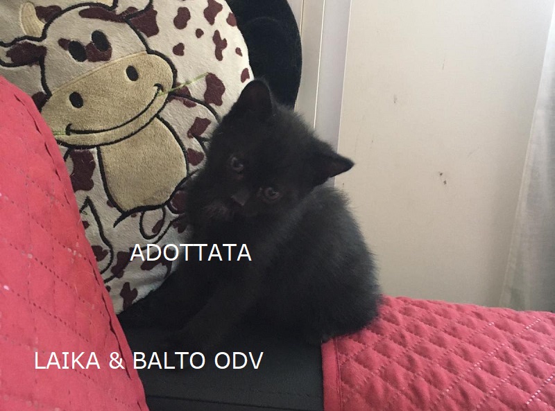 IMG 20200607 WA0007 Copia